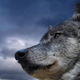 Image for article titled Cooking mice, watching wolves, and running naked with the caribou